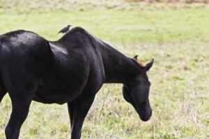 Muscle Loss in Horses