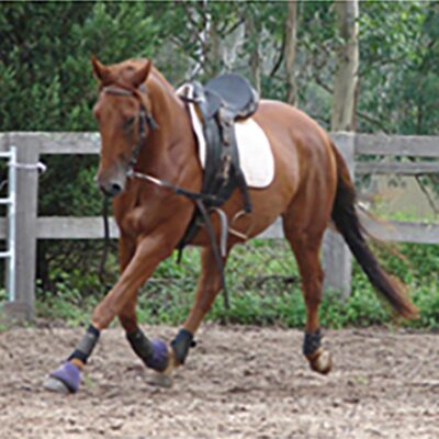 Crispin 1 Baby Crispy